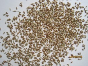 Piptatherum milliaceum semilla 1