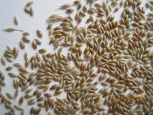 Piptatherum milliaceum semilla 2